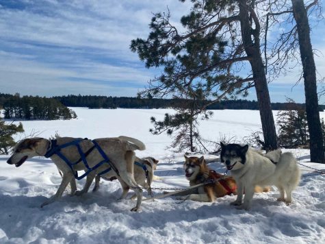 P-Week 2022 featured the project “Latin Iditarod: Dog Sledding in Minnesota.”