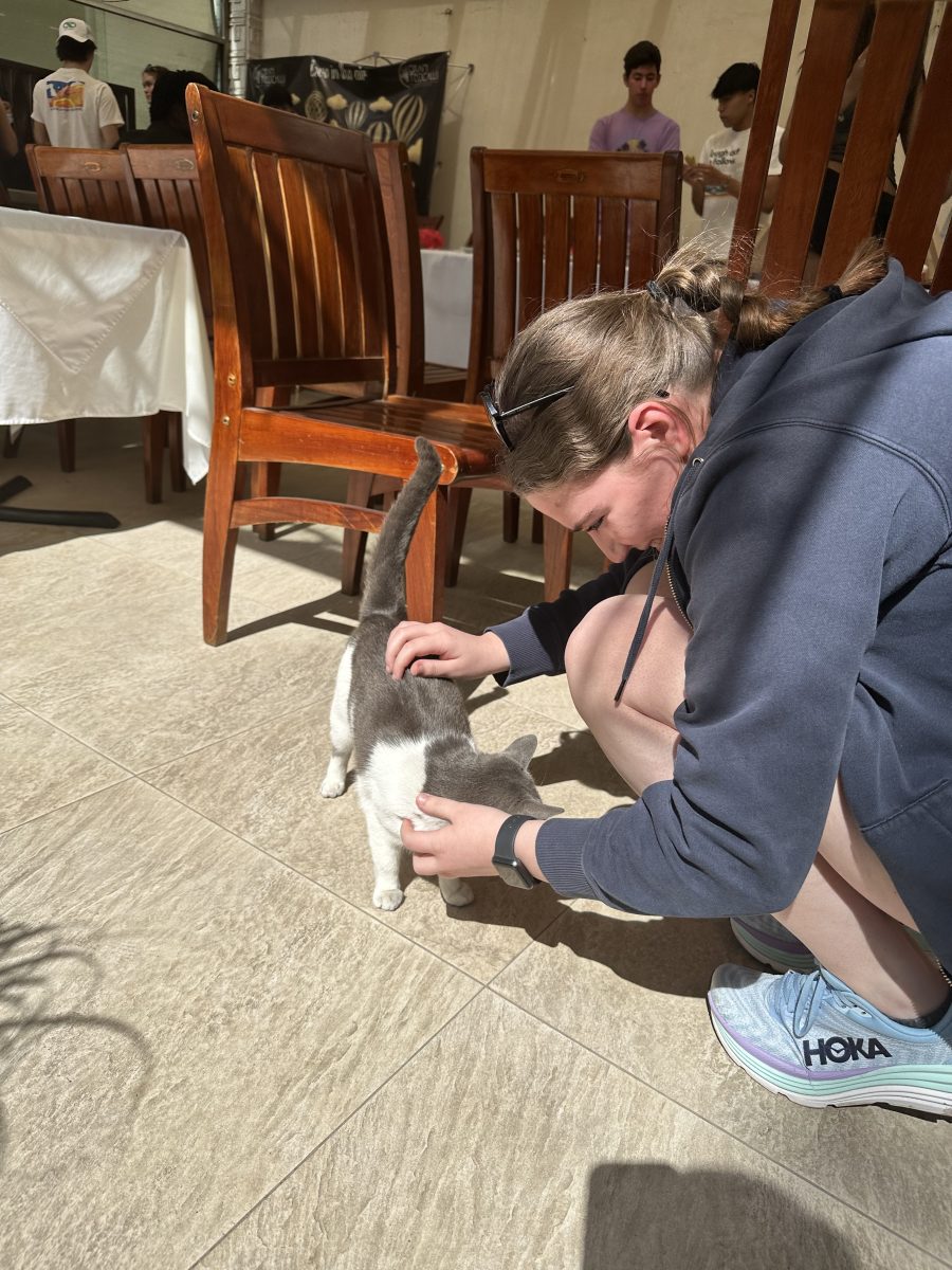 Senior Lucy Baer crouches to pet a cat.