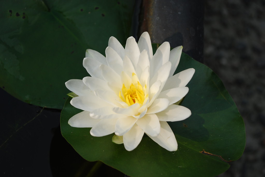 A white lotus flower