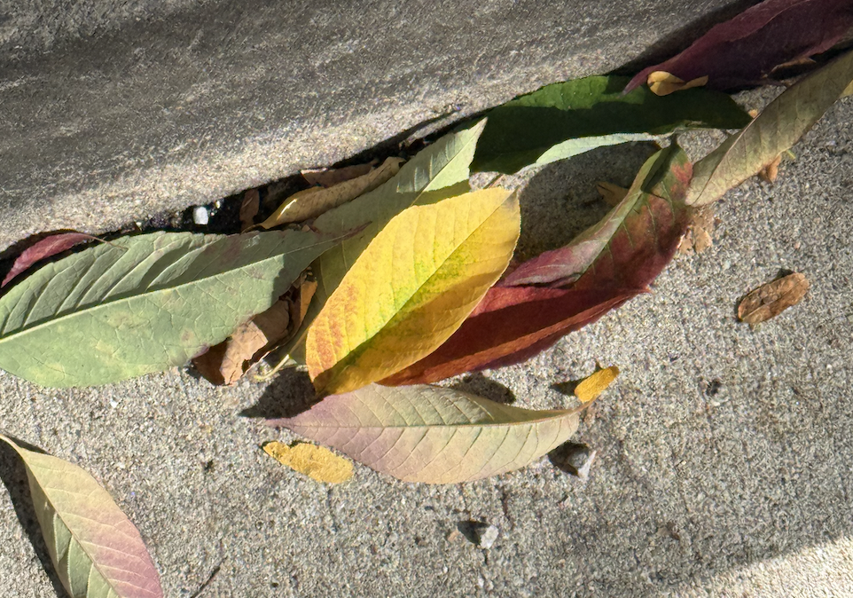 Colorful fall leaves